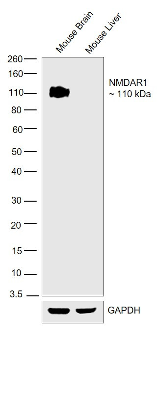 NMDAR1 Antibody