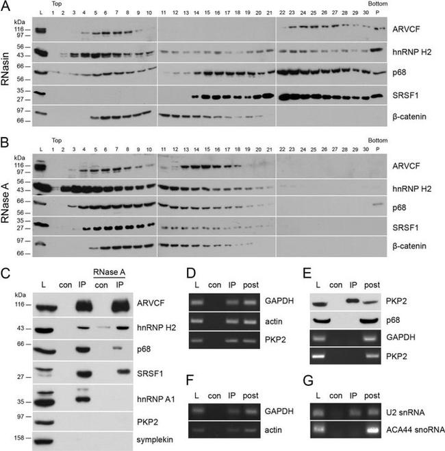 SRSF1 Antibody in Western Blot (WB)