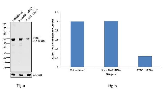 PTBP1 Antibody in Western Blot (WB)