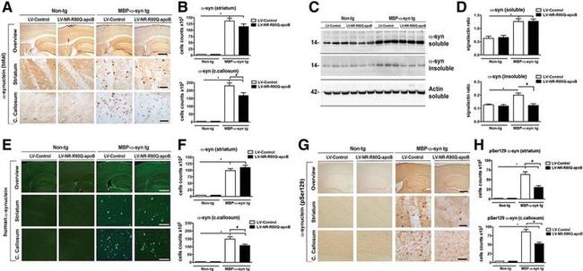 alpha Synuclein Antibody in Western Blot, Immunohistochemistry (WB, IHC)