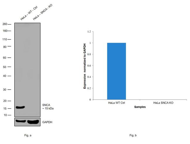 alpha Synuclein Antibody in Western Blot (WB)