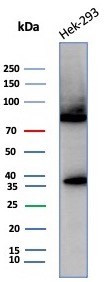 Heat shock 70 kDa protein 1B (HSPA1B) Antibody in Western Blot (WB)