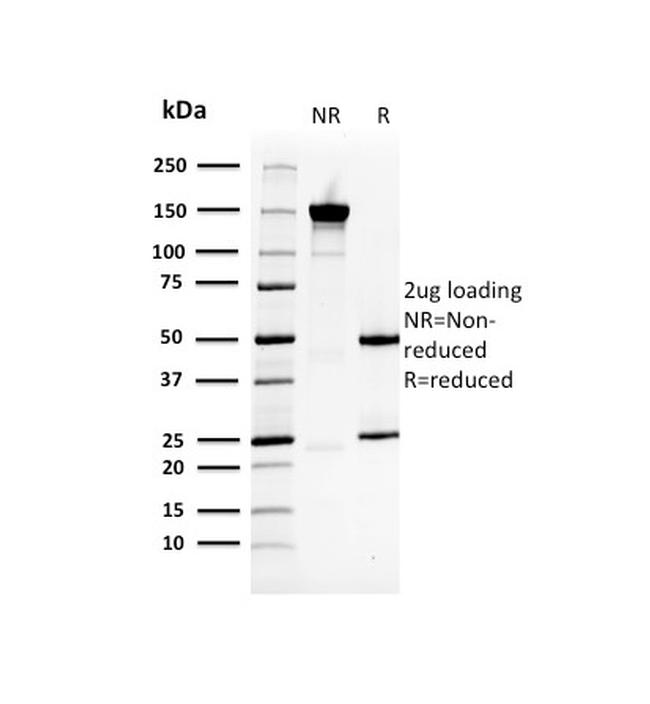 Heat Shock 27kDa Protein 1 Antibody in SDS-PAGE (SDS-PAGE)