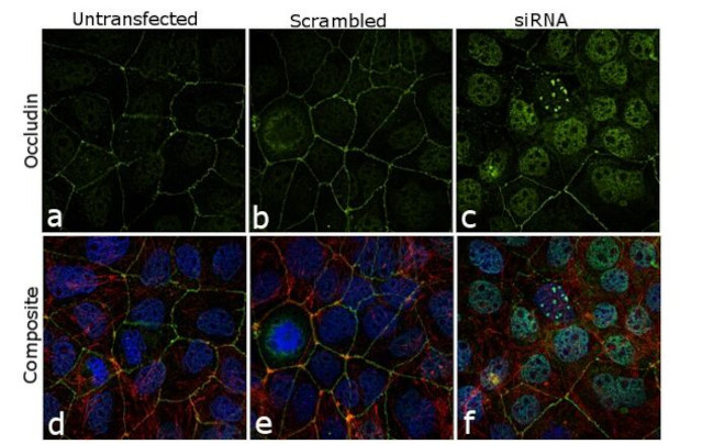 Occludin Antibody