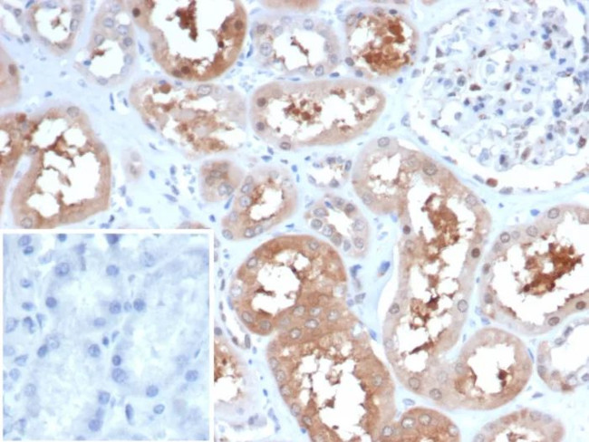 HSP90AA1 (Heat Shock Protein 90) Antibody in Immunohistochemistry (Paraffin) (IHC (P))