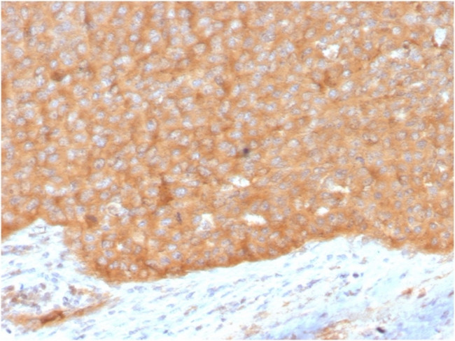 HSP90AB1 (Heat Shock Protein 90) Antibody in Immunohistochemistry (Paraffin) (IHC (P))