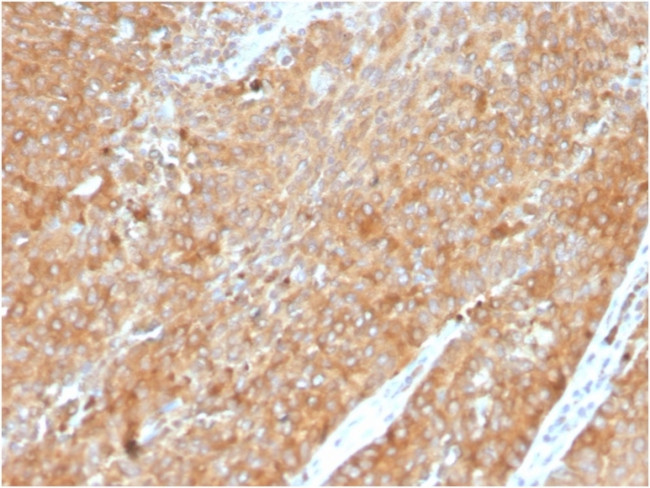 HSP90AB1 (Heat Shock Protein 90) Antibody in Immunohistochemistry (Paraffin) (IHC (P))