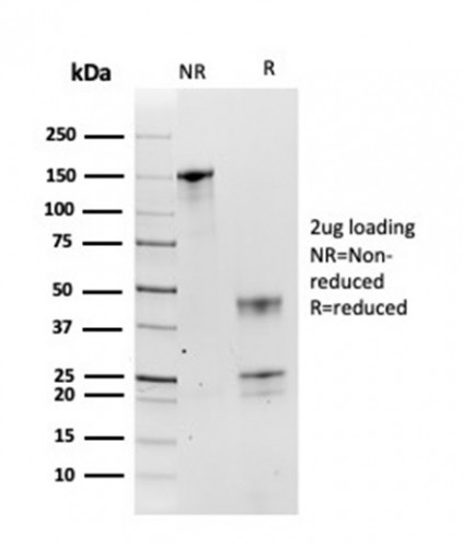 HSP90AB1 (Heat Shock Protein 90) Antibody in SDS-PAGE (SDS-PAGE)