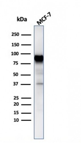 HSP90AB1 (Heat Shock Protein 90) Antibody in Western Blot (WB)