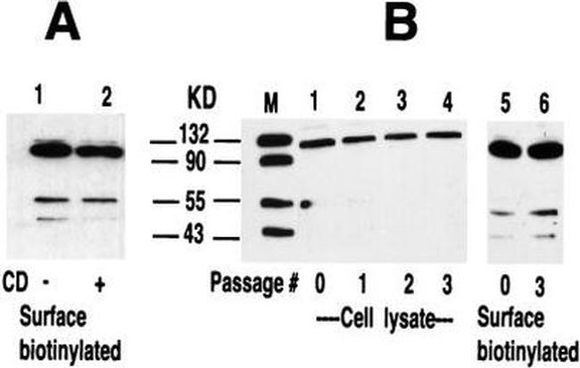 GFP Antibody in Western Blot (WB)