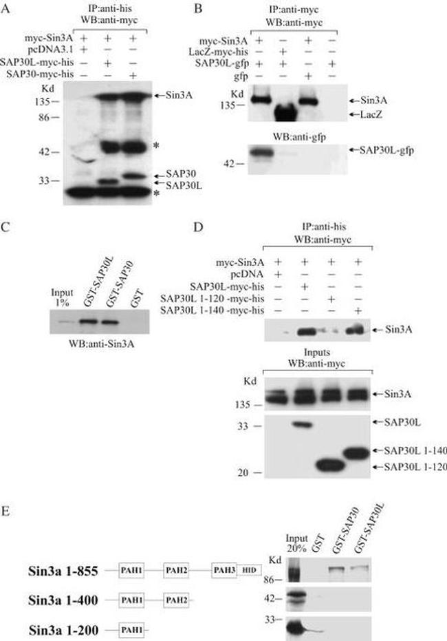 GFP Antibody in Western Blot (WB)