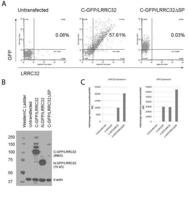 GFP Antibody in Western Blot (WB)