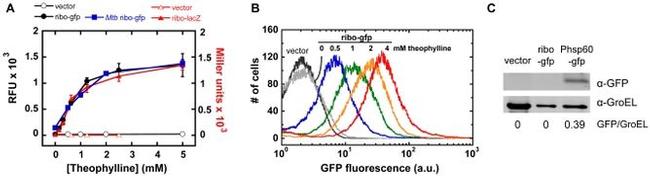 GFP Antibody in Western Blot (WB)