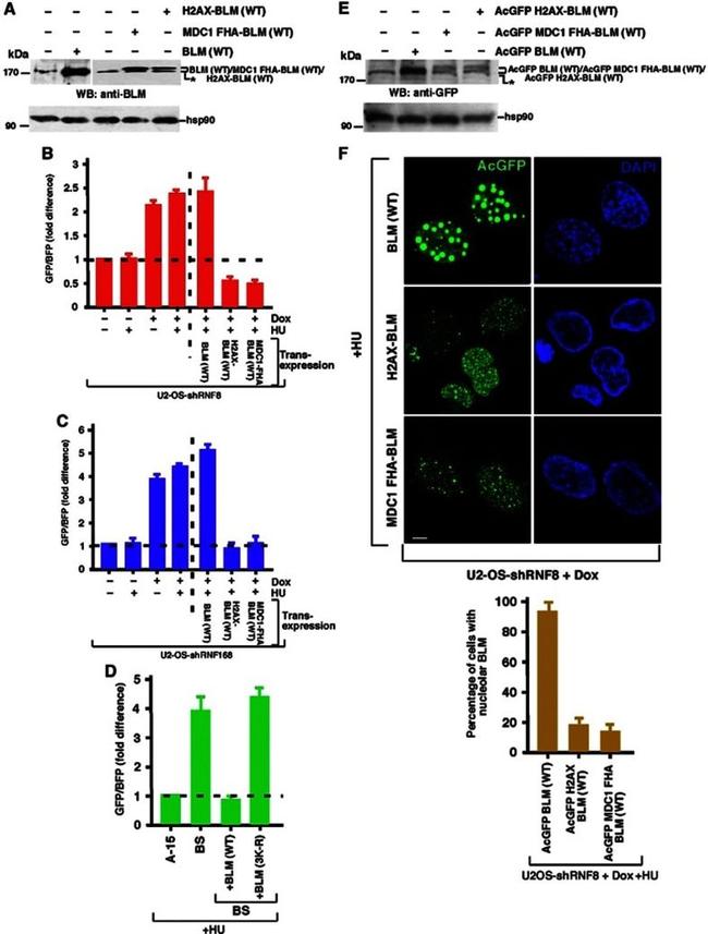 GFP Antibody in Western Blot (WB)