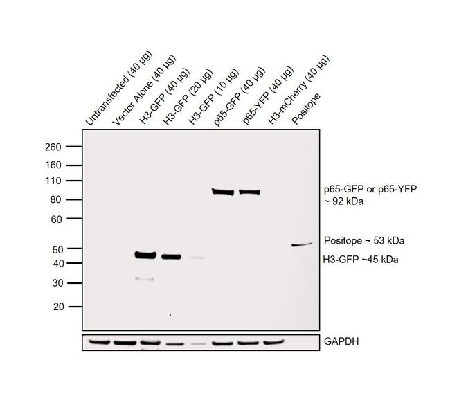 GFP Antibody in Western Blot (WB)