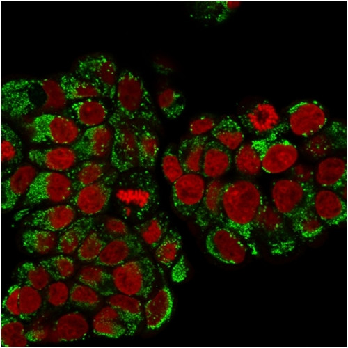 HSP60 (Heat Shock Protein 60) (Mitochondrial Marker) Antibody in Immunocytochemistry (ICC/IF)