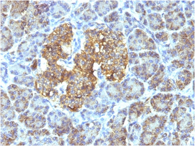 HSP60 (Heat Shock Protein 60) (Mitochondrial Marker) Antibody in Immunohistochemistry (Paraffin) (IHC (P))