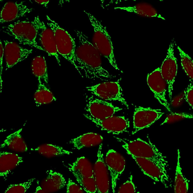 HSP60 (Heat Shock Protein 60) (Mitochondrial Marker) Antibody in Immunocytochemistry (ICC/IF)