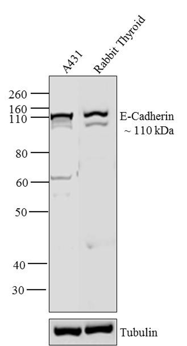 E-cadherin Antibody in Western Blot (WB)