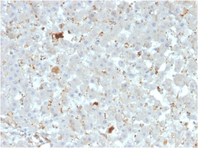 Apolipoprotein A4/apoA-IV Antibody in Immunohistochemistry (Paraffin) (IHC (P))