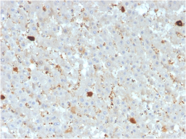 Apolipoprotein A4/apoA-IV Antibody in Immunohistochemistry (Paraffin) (IHC (P))