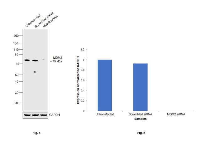 MDM2 Antibody in Western Blot (WB)