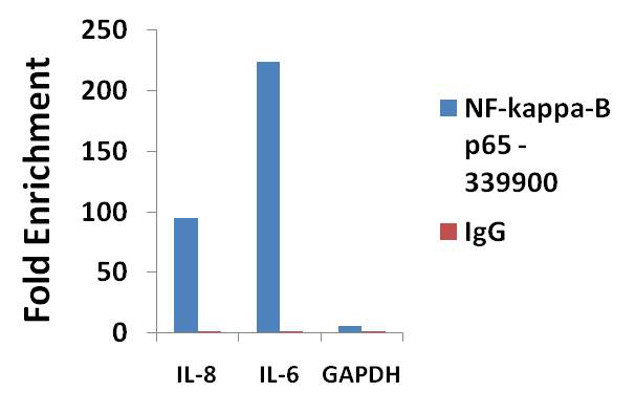 Cautionary notes on the use of NF-κB p65 and p50 antibodies for CNS studies, Journal of Neuroinflammation