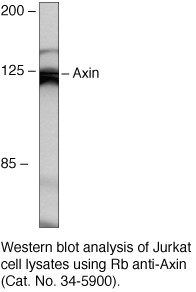 AXIN1 Antibody in Western Blot (WB)