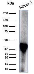 STING1/TMEM173 Antibody in Western Blot (WB)