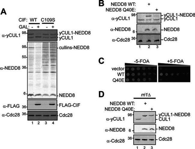 NEDD8 Antibody in Western Blot (WB)