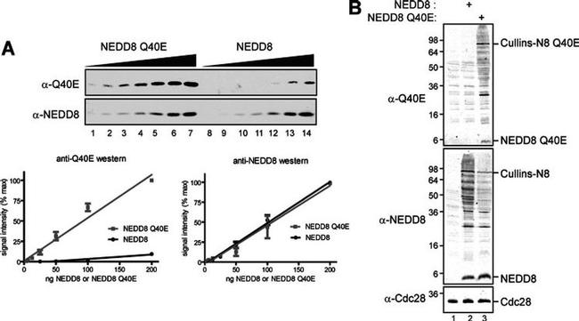 NEDD8 Antibody in Western Blot (WB)