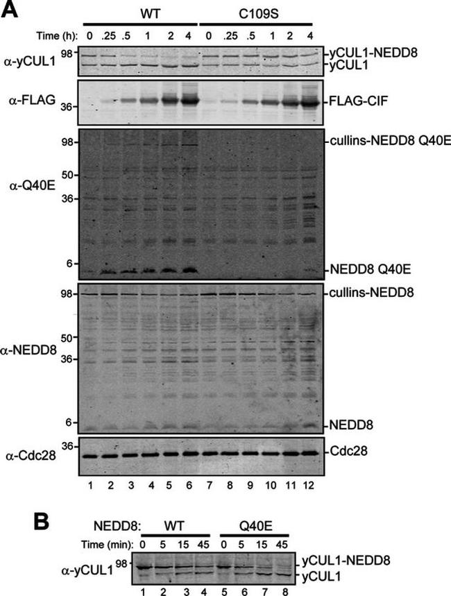 NEDD8 Antibody in Western Blot (WB)