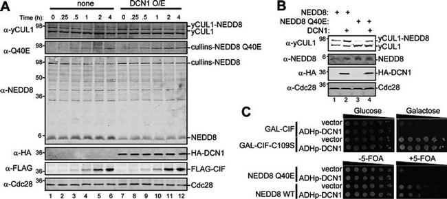 NEDD8 Antibody in Western Blot (WB)