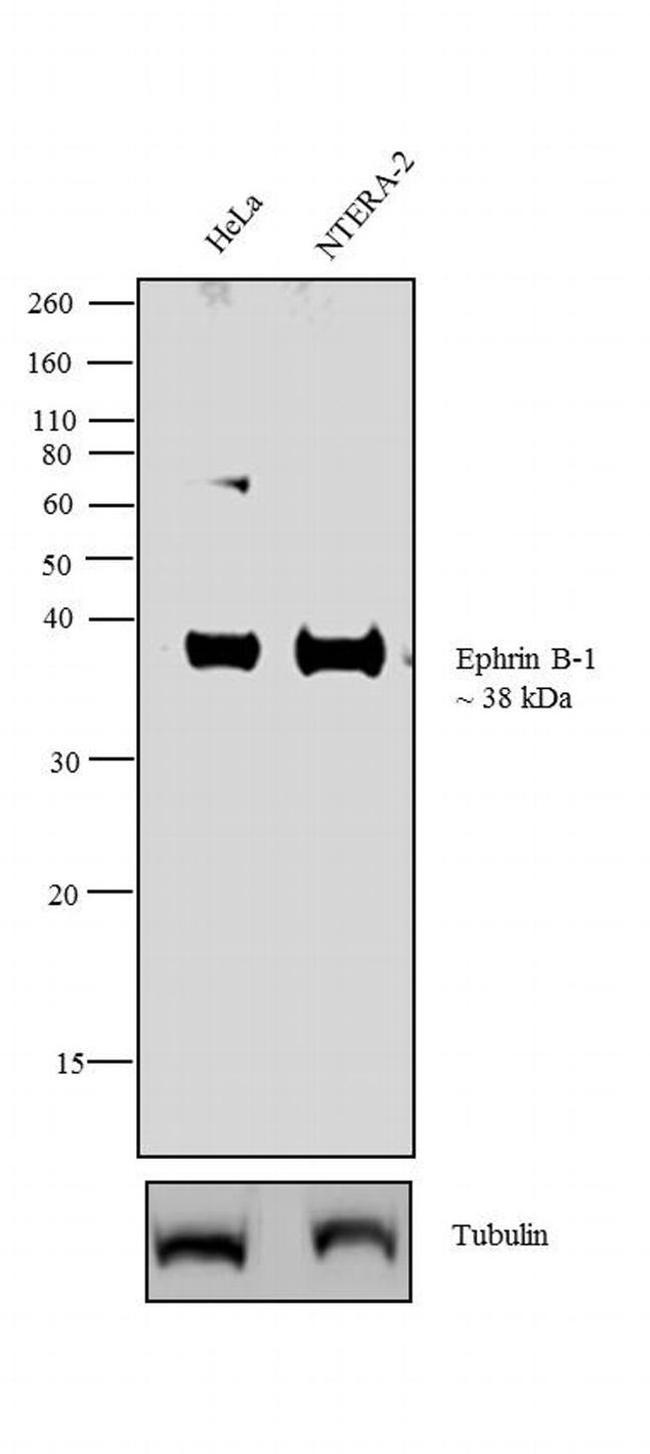 Ephrin B1 Antibody in Western Blot (WB)