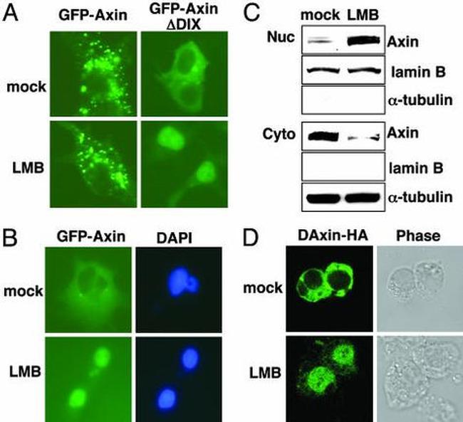 AXIN1 Antibody in Western Blot (WB)