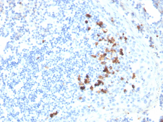 IgA (Immunoglobulin Alpha Heavy Chain) (B-Cell Marker) Antibody in Immunohistochemistry (Paraffin) (IHC (P))