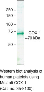 COX1 Antibody in Western Blot (WB)