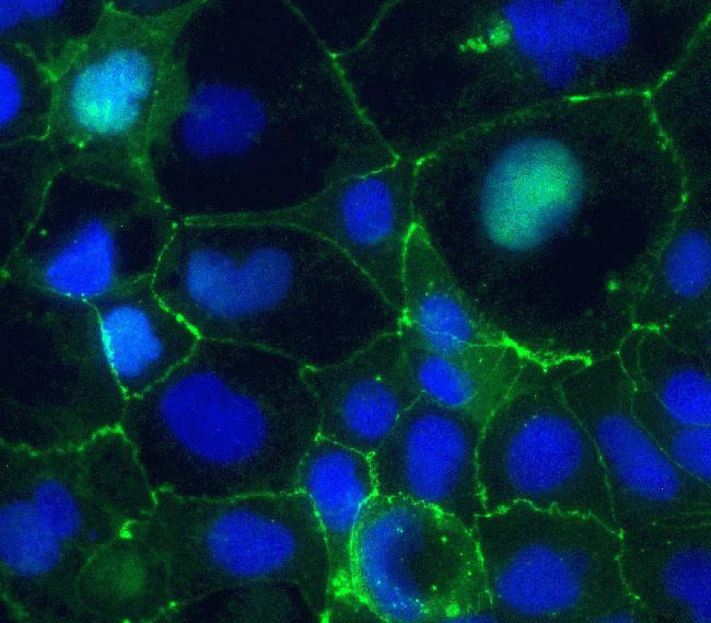 Claudin 5 Monoclonal Antibody (4C3C2), Alexa Fluor™ 488 (352588)