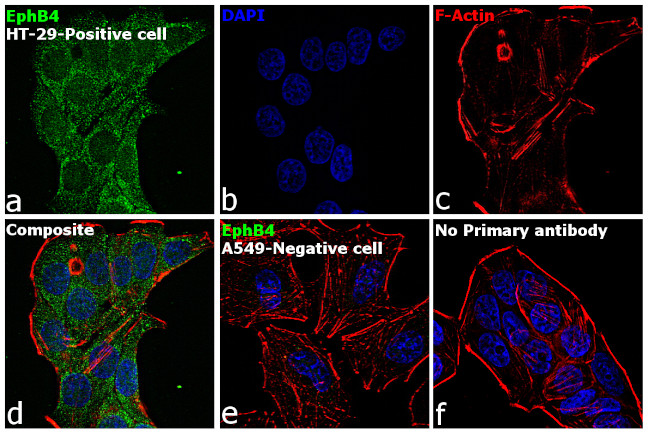 EphB4 Antibody