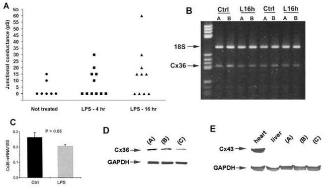 Connexin 43 Antibody in Western Blot (WB)