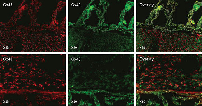 Connexin 43 Antibody in Immunohistochemistry (IHC)