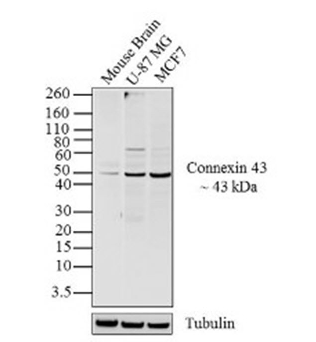 Connexin 43 Antibody in Western Blot (WB)