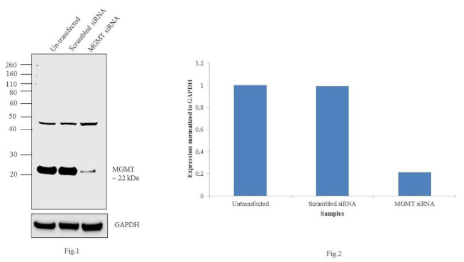 MGMT Antibody