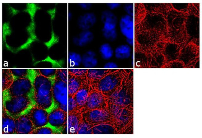 Ezrin Antibody in Immunocytochemistry (ICC/IF)