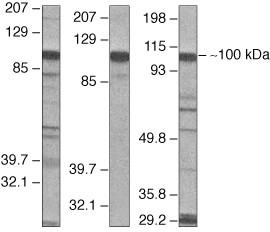 VAV2 Antibody in Western Blot (WB)