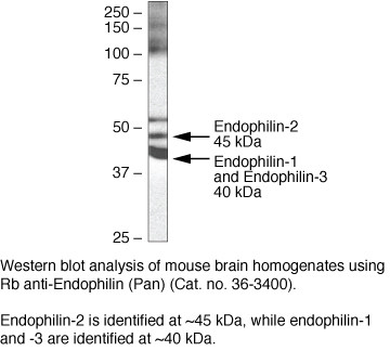 Endophilin Pan Antibody in Western Blot (WB)