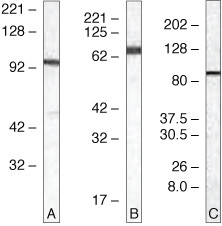 TLR5 Antibody in Western Blot (WB)