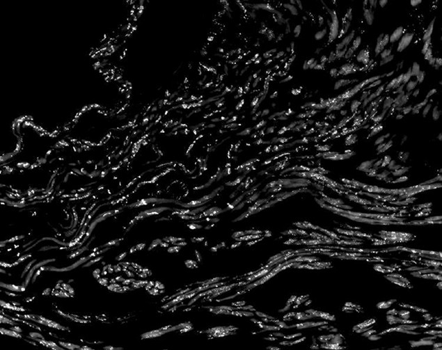 Connexin 40 Antibody in Immunohistochemistry (IHC)