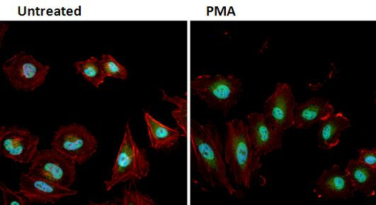 Phospho-ERK1/ERK2 (Thr202, Tyr204) Antibody in Immunocytochemistry (ICC/IF)