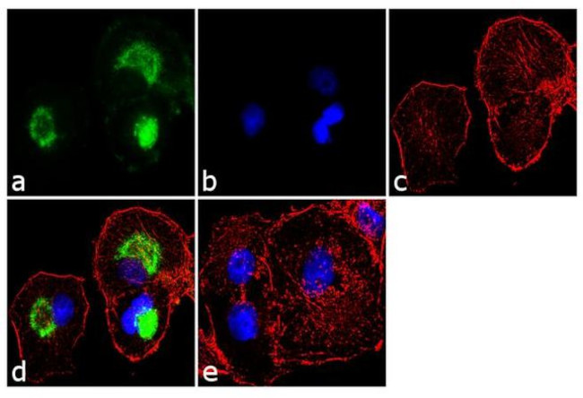 TLR5 Antibody in Immunocytochemistry (ICC/IF)